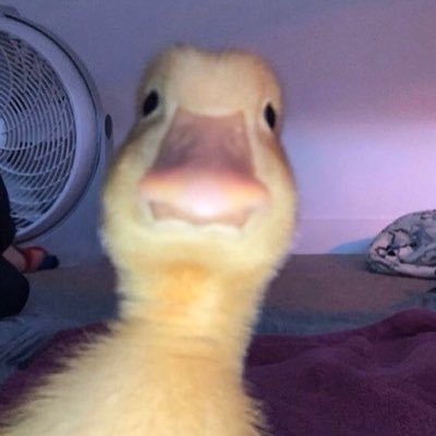 eccendentiast__'s profile picture. 