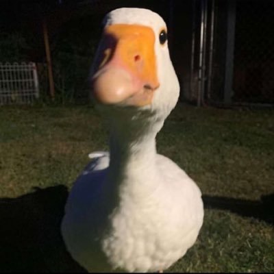 BrunoCrdoba8's profile picture. “PIOLA”