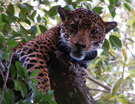 Rainforest2Reef is working in Mexico to prevent deforestation of rainforests, the habitat of hundreds of endangered animals including jaguars.