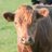 NorthDevonFarms's profile image