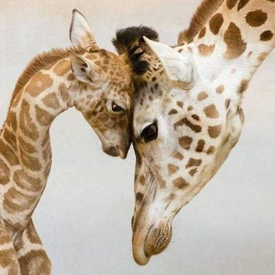 NewPiku's profile picture. #Ànimallover #Animalwelfareworker #Traveller #Singer