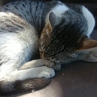 Amy Green (@notezbeinggrn) 's Twitter Profile