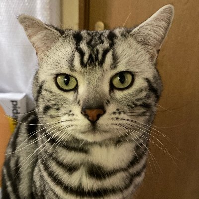 takemaru_tkuc's profile picture. SUZUKI GSR250(L2-YAY)&SV650(M0-YVB)│ 🤖🔧ガンプラ作成｜📷PENTAX KP、K-S2│🐈アメショー│座右の銘『お気楽極楽』😁 │お仕事 介護福祉士💩 |最近、筋トレにハマりちう(お家で筋トレしてます)💪😤│地震体感(自分が現在いる場所のみ)※検証中です。