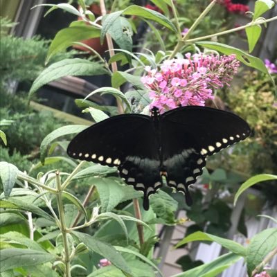 pallet23's profile picture. Freelance production services (video/photo/commercial/corporate). Progressive voter, believes science, BLM, women’s + LGBTQ rights, Allergic to Trump Fans.