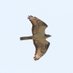 Anthony n@nyfbirds (@anthonynnyfbir1) Twitter profile photo Anthony n@nyfbirds (@anthonynnyfbir1) Twitter profile photo