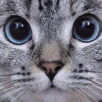 ファイズ (@2chevrons) 's Twitter Profile