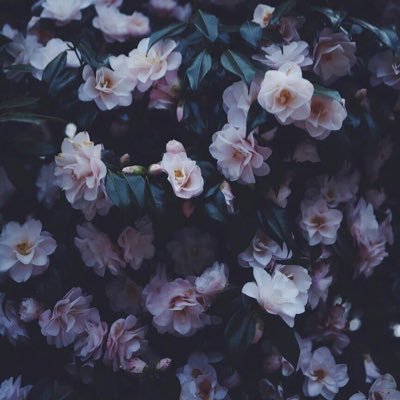 طالبة ترجمة |~ كل شيء له علاقة بالتطوع يثير اهتمامي |~عضوة في #فريق_منتهى_التطوعي 🍃|~ مسعفة في هيئة الهلال الأحمر |~ مهتمة باللغات والثقافات الأجنبية 🔮