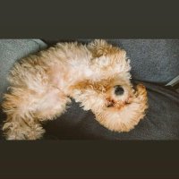 犬好き美容師 シノハラ感謝カズタカ(@kazushinohara) 's Twitter Profile Photo