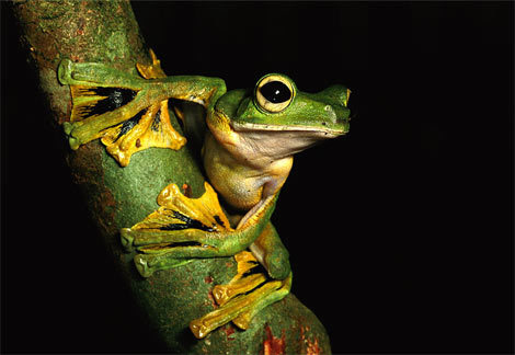 towerthistle's profile picture. 