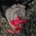 بـــُـشــرى (@bushra_alk) Twitter profile photo بـــُـشــرى (@bushra_alk) Twitter profile photo