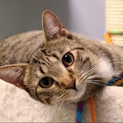 Furry Friends Network - Saving lives, one animal at a time. We are a non-profit, all-volunteer animal adoption organization using a foster home network. 🐶😺🐾