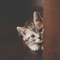 فكر شارد ‘ (@fekrshard) 's Twitter Profile Photo