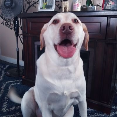 SqueakyHickey's profile picture. Walks With Elias. TESD Ant. Disgruntled Veterinary Receptionist.