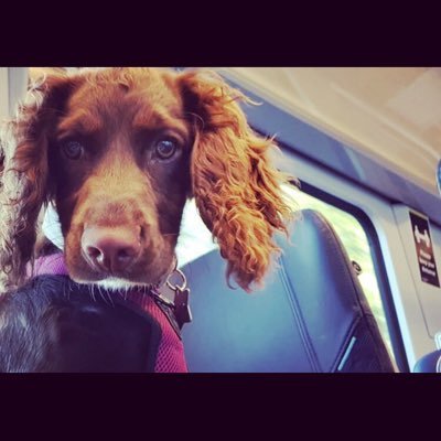 Just a mad sprocker. Looking to make people smile