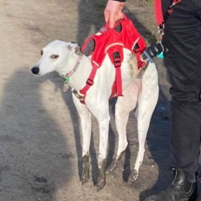 greta_bot's profile picture. poasting