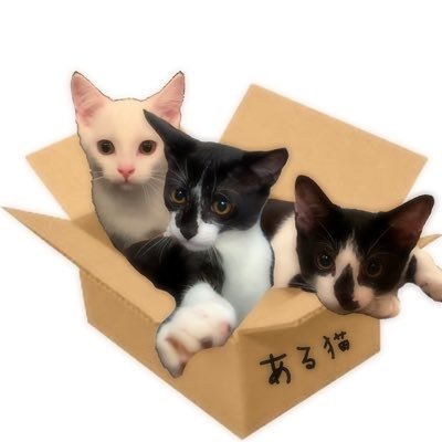 aru_neko_ppp's profile picture. 猫専垢𓃠✧︎ 1日1ツイ目標..ならず٩( ¨ :)ว 自己満編集up★ 相互希望🙆♀️ フォローチェック使用中 +👤 出会いエロ関係.DM🙅♀️ 来る者拒まず去るもの追わず⚑ #家猫 #多頭飼い #猫好きさんと繋がりたい #猫のいる暮らし #猫がいる幸せ #猫画像 #猫動画 #愛猫 #cat 🐈❤︎*