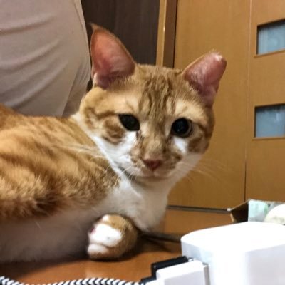 猫好き歴史好き。基本見る専だけどたまに大喜利やったり。