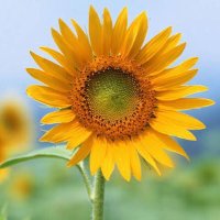 Ho'oponopono Brasil 🌻 (@hooponoponobr_) 's Twitter Profile Photo