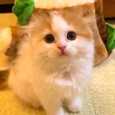 Billu237's profile picture. Just another guy.💙