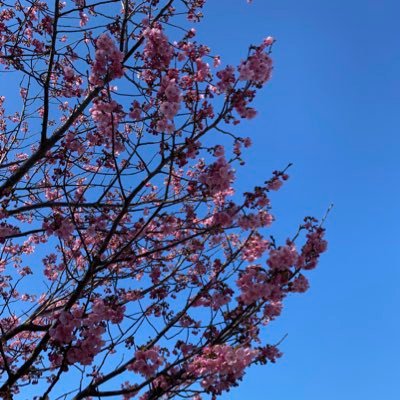 499ObNoygG176js's profile picture. SOL生徒／大学1年／  何でもないこと呟きたい