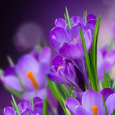 Mahdia2020's profile picture. ‏یا علی گفتیم عشق آغاز شد