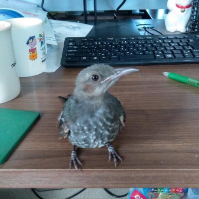 新浜と言うシギチドリの楽園があった頃、野鳥観察に夢中でしたが、干潟の衰退と共に数十年以上のブランク、ヒヨヒヨとの出会いが契機で2020年再開したので観察も写真も全く初心者です。殆どヒヨドリ垢でヒヨドリ関連に過剰反応します。ヒヨヒヨの教え三箇条を守ります。11月14日は『いいヒヨ』の日です。