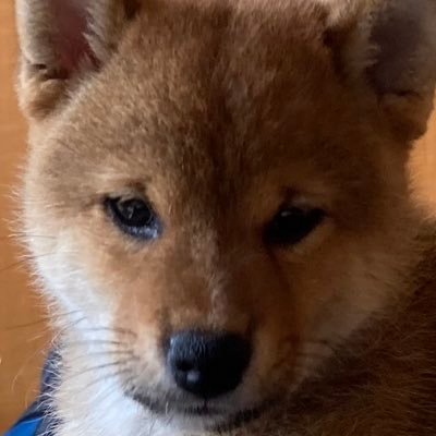 HakuOshiya's profile picture. 2020年6月生まれのゴマ柴犬ハクです！背中にハートを持つ柴犬ですがご利益はわかりません…。youtubeハクチャンネルやってます。インスタ、ティックトックもやっているので見て頂けたら嬉しいです！