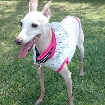 マコパパでつ。
今日もマコパパと遊ぶでつ。
2018年オオクワガタ♀61.5㍉でビークワレコード獲得✨✨マグレだけど(笑)
2024更新されました😥