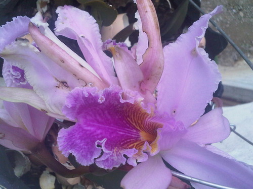 soyllaneraa's profile picture. Reiniciandome.