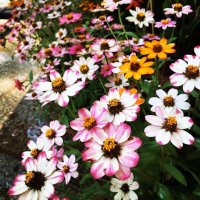 Umme Hani (@ummehanigm) 's Twitter Profile