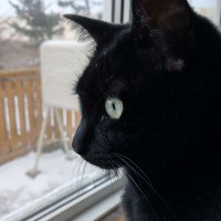 猫野クロちゃん (@nekonosan1) 's Twitter Profile Photo