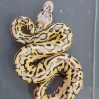 よこReptile (@yokobprep) 's Twitter Profile