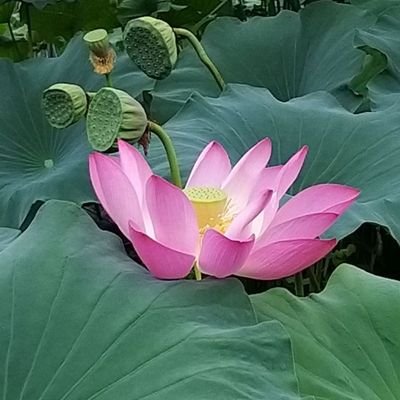 AVtcQdsH9YJrD74's profile picture. 그냥