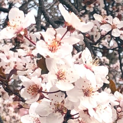水城桜さんのプロフィール画像