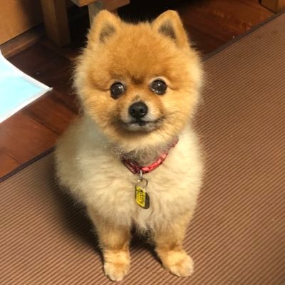 yoshi_684's profile picture. 歌好き🎤 車好き🚗 ³₃愛犬（ﾎﾟﾒﾗﾆｱﾝ）るぅーちゃん ☔雨男☔ 重度の不眠症  3年間で25kgのダイエットに成功