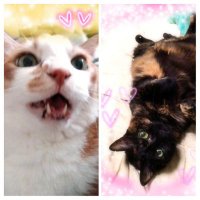茶々駄 (@ochakou2) 's Twitter Profile Photo 茶々駄 (@ochakou2) 's Twitter Profile Photo