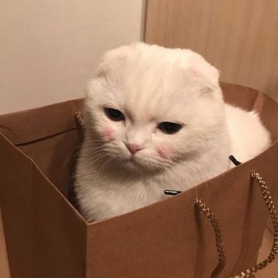 tetrix42772119's profile picture. meow