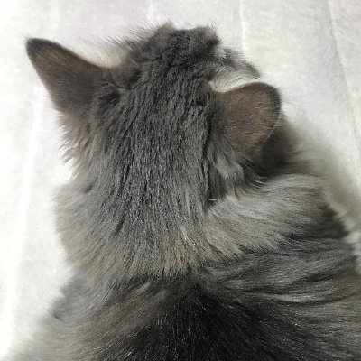 ショコラさんのプロフィール画像