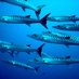 RMS VA6 Barracudas (@rmsva6) Twitter profile photo RMS VA6 Barracudas (@rmsva6) Twitter profile photo