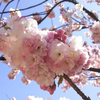 chatopi_'s profile picture. ゆる～く婚活垢30代🤗同じ方々の話を聞きたい、あわよくば男女問わず仲良くなりたい✨無言フォローなど失礼します🙇