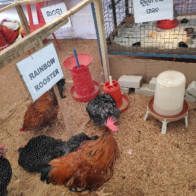 baguliatoka's profile picture. Jajabara