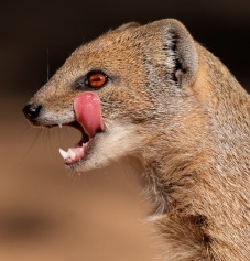 Rikki-Tikki-Tavi aint got shit on me.