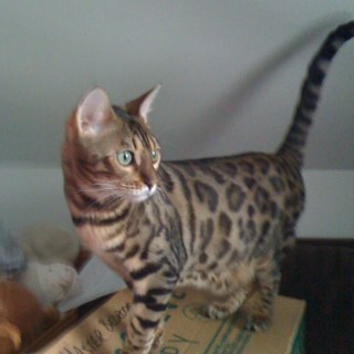 Kellen_ace's profile picture. 