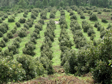 leo_organic's profile picture. Ing. Agronomo Parasitólogo, asesor especializado en Agricultura Sustentable, Orgánica y Biodinámica, productor orgánico de Aguacate Hass.