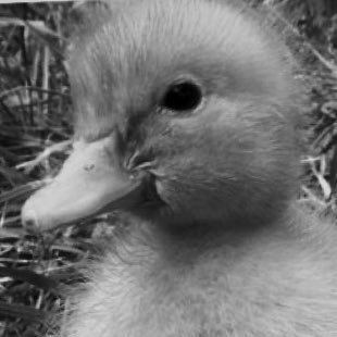 BabyisaDuckFAL's profile picture. 