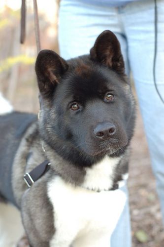 spitzenburg's profile picture. 