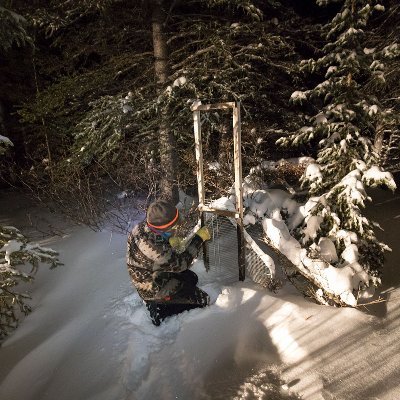 PhD Candidate at Trent University studying Canada lynx ecology in Yukon Territory. Profile photo courtesy of John Marriott. She/her. Views are my own.