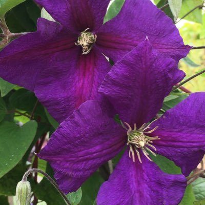 judecun78969586's profile picture. Parent, grandparent. Trying to enjoy life. Married 50 years, still in love 💘 Retweet’s don’t mean I agree