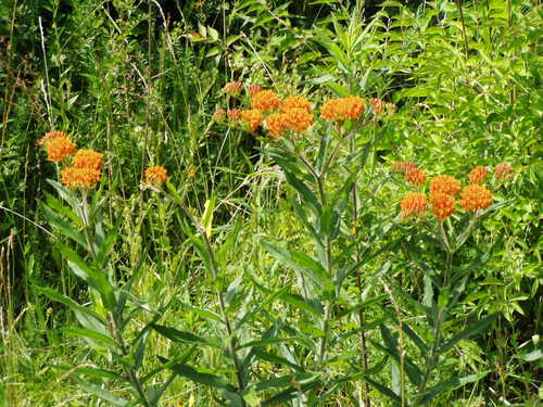 LeyaTex's profile picture. 