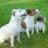 asuwishpets's profile image